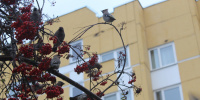 Биолог рассказал, почему Петербург наполнил щебет птиц